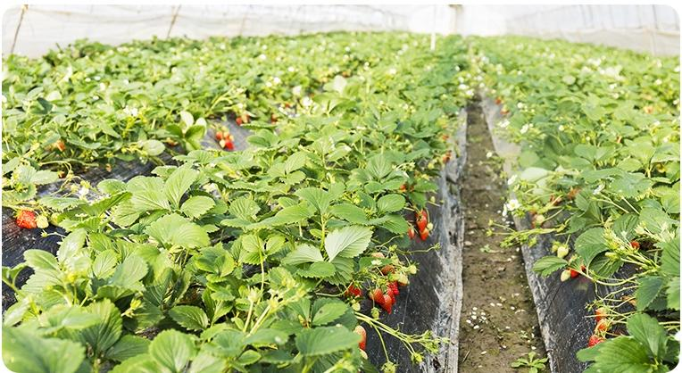 DURABLE&CORROSION RESISTANT